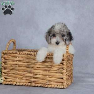 Twilight, Miniature Poodle Puppy